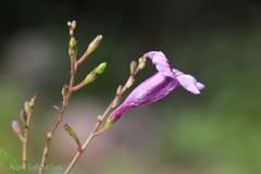Asystasia travancorica